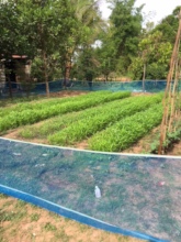 Morning Glory Crop