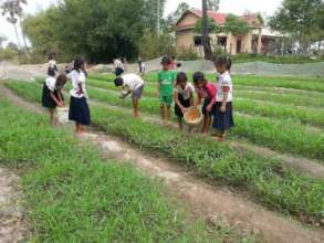 Growing Crops