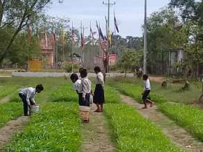 School Vegetable Gardens