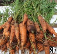 Carrot Harvest: Climate Action Project