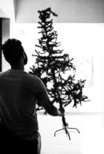 O Christmas Tree...