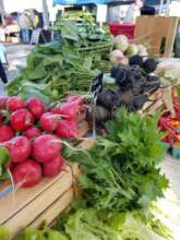 "Radishing" produce shared at Donation Station!