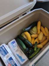 Transferred to ACCS coolers & ready for families