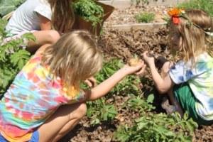 Harvesting Potatoes at Sprouts Summer Garden Camp