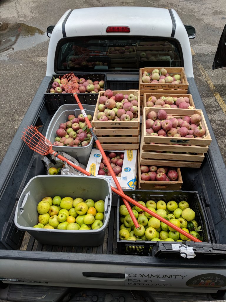 Apple Harvest