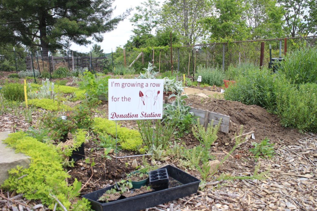 Grow a Row at CFI Community Gardens