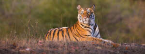 Theo Allofs / WWF-US