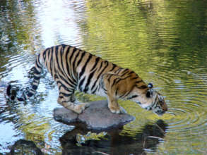 (c) Chris Hails / WWF