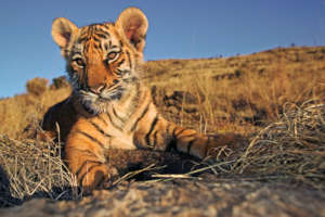 (c) Martin Harvey / WWF