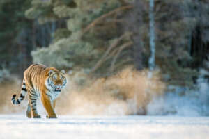 naturepl.com / Klein & Hubert / WWF