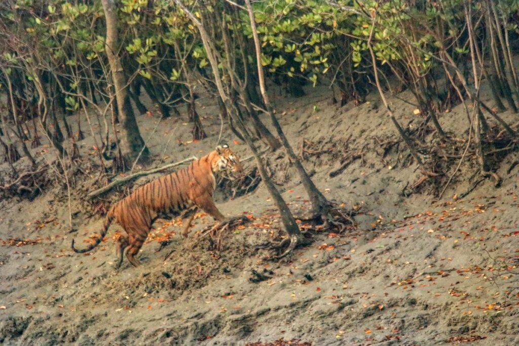 The Royal Bengal Tiger population is at risk in Sundarbans