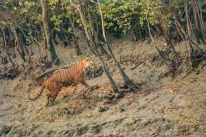Debmalya / WWF-India