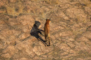 naturepl.com / Andy Rouse / WWF