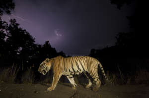 naturepl.com / Yashpal Rathore / WWF