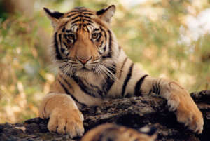 Staffan Widstrand / WWF