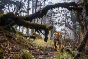 Emmanuel Rondeau / WWF-UK