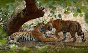 Ondrej Prosicky / iStock / WWF-Australia