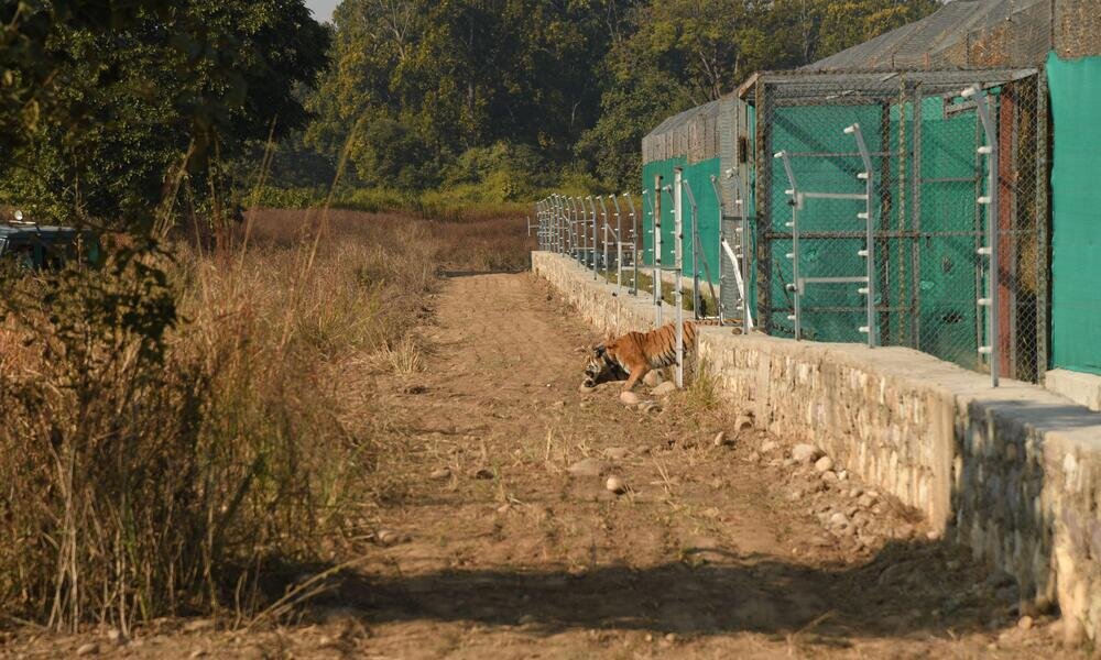 Siddhant Umarlya/WWF India