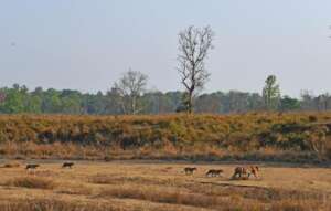 Dr Sanjay K Shukla / WWF-International