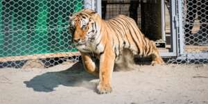 Living Image / WWF