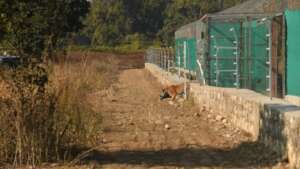 Siddhant Umariya / WWF-India