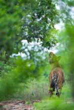 Suyash Keshari/WWF-International