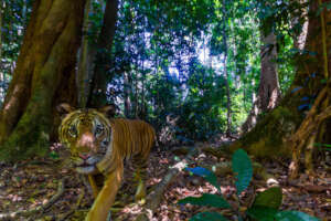 Emmanuel Rondeau / WWF