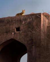 Nitish Madan / WWF-International