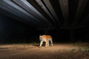 Yashpal Rathore/naturepl.com/WWF