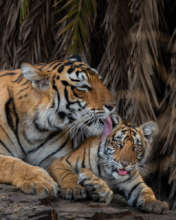 Nitish Madan / WWF-International