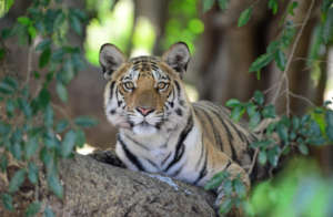 Dr Sanjay K Shukla / WWF-International