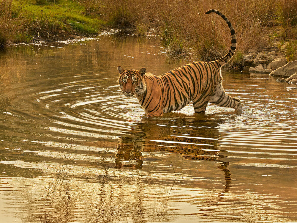 Reports on Project .+WWF: Double the Number of Tigers - GlobalGiving