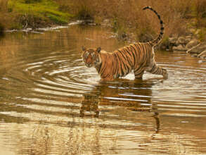 naturepl.com / Andy Rouse / WWF