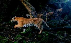 DNP/WWF
