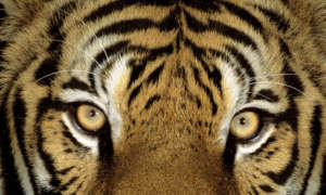 Martin Harvey / WWF