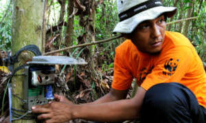 WWF-Indonesia / Tiger Survey Team