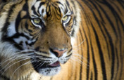 Project C.A.T.+WWF: Double the Number of Tigers