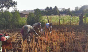 Gardeners with a women's group working with quinoa