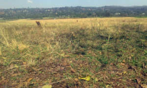 GrowEastAfrica's new garden plot