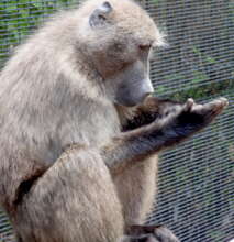 Checking hands after eating chestnuts.