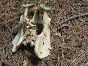 Photo of a shot hip bone of a chacma baboon