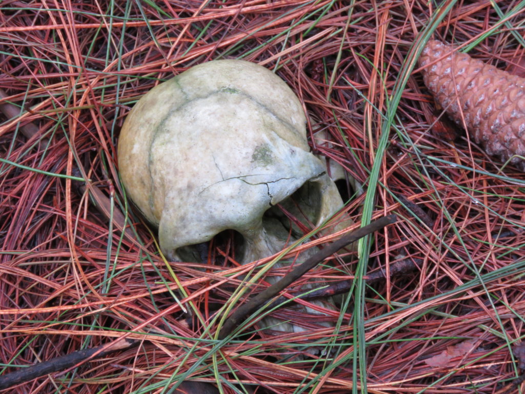 Protect the Chacma Baboons in Sabie, South Africa