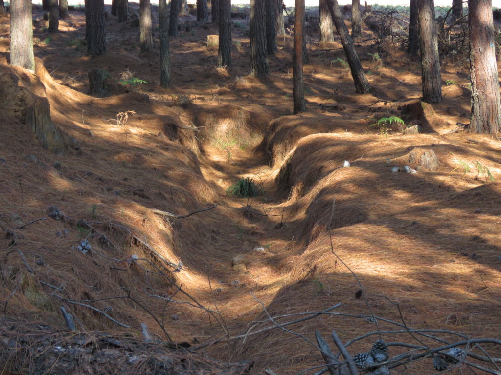 Protect the Chacma Baboons in Sabie, South Africa