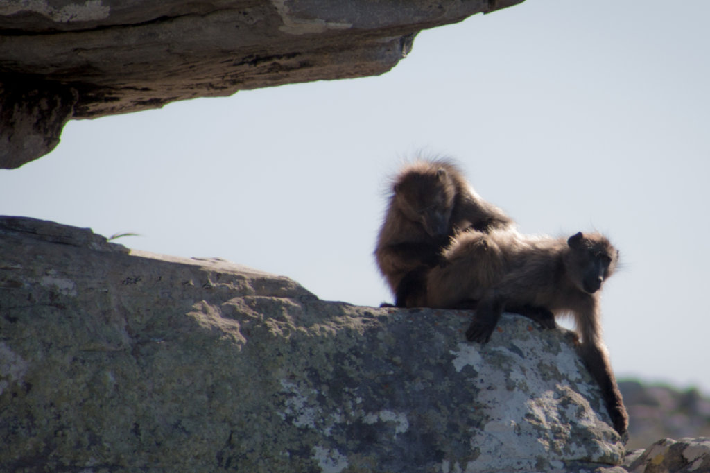 Protect the Chacma Baboons in Sabie, South Africa