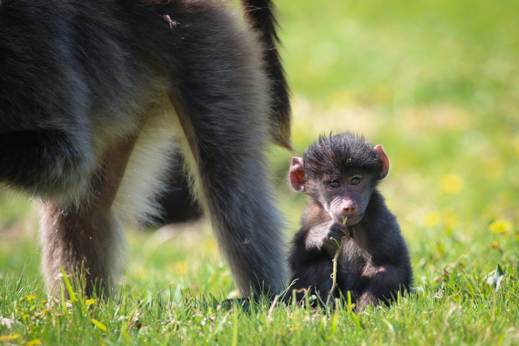 Protect the Chacma Baboons in Sabie, South Africa