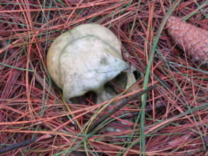 Baboon Skull