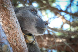 Baboon in Pine Tree