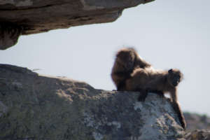 Grooming in the Morning Sun
