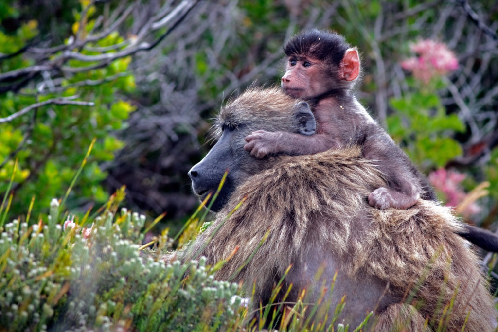 Protect the Chacma Baboons in Sabie, South Africa