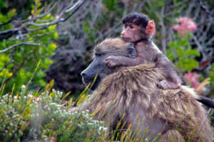 Protect the Chacma Baboons in Sabie, South Africa